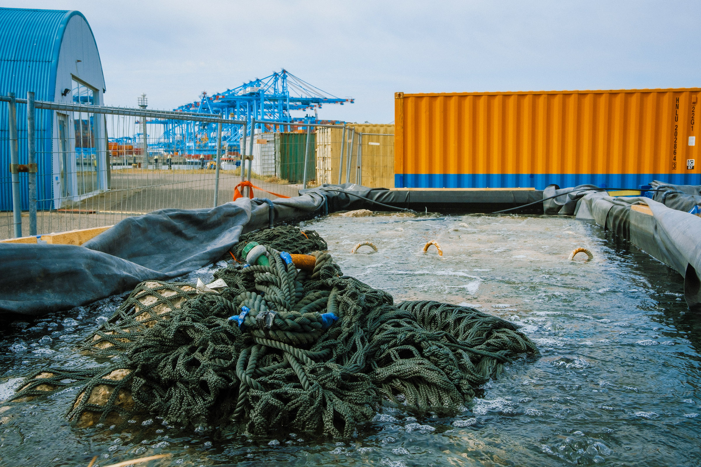 Haven Rotterdam gaat oesters kweken